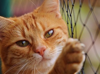 chat yeux rouges